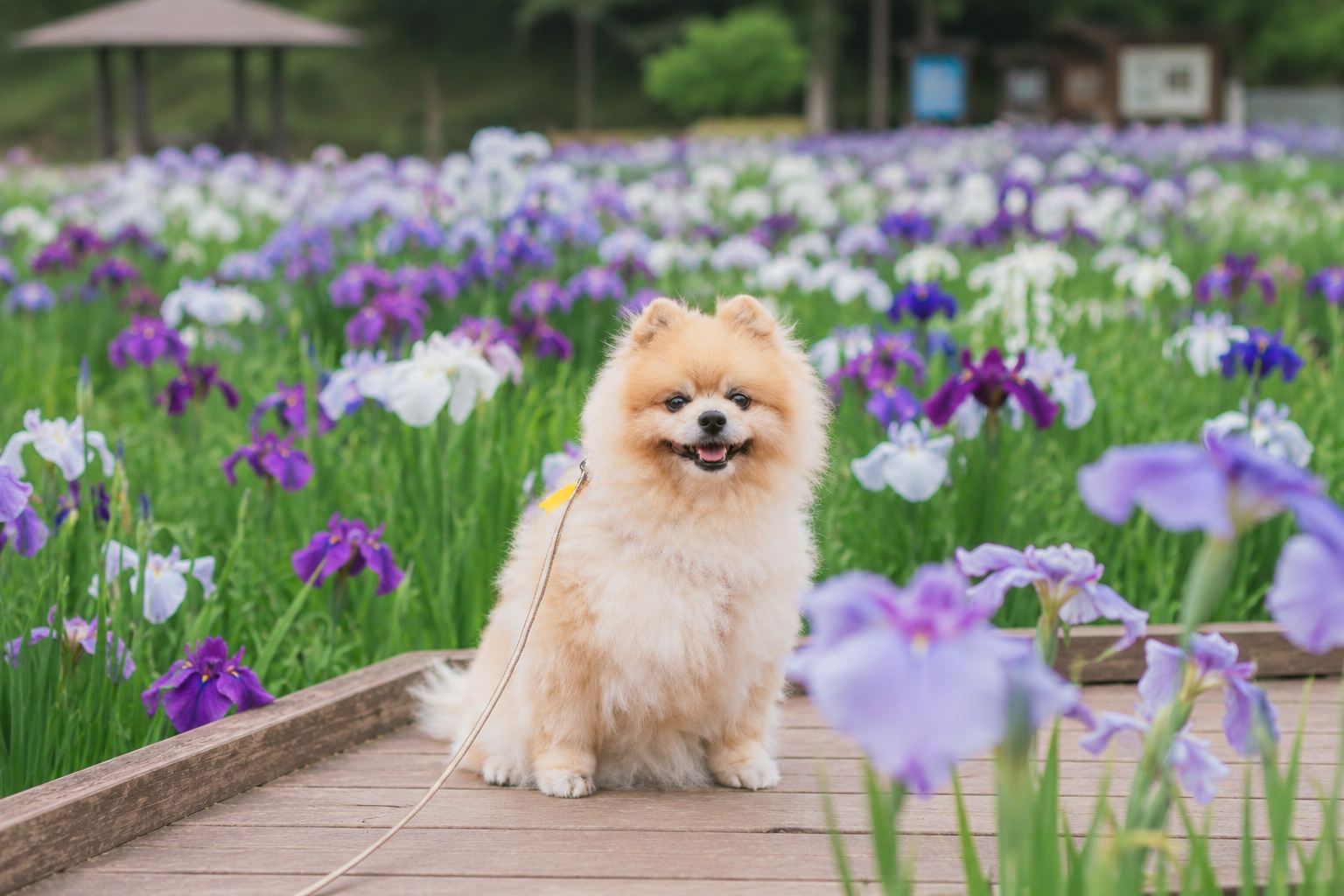 相模原公園でわんこ写真を撮ろう！花菖蒲×ドッグラン、6月が狙い目な理由