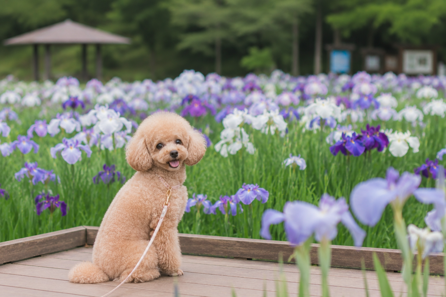 相模原公園でわんこ写真を撮ろう！花菖蒲×ドッグラン、6月が狙い目な理由