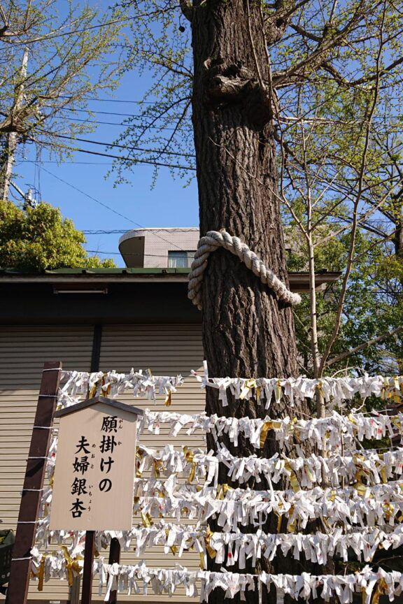 七五三は溝口神社で！駅から5分、親子楠や夫婦銀杏に見守られるお参りと撮影のコツ【川崎編 第2弾】