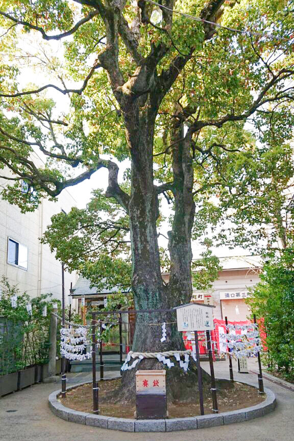 七五三は溝口神社で！駅から5分、親子楠や夫婦銀杏に見守られるお参りと撮影のコツ【川崎編 第2弾】