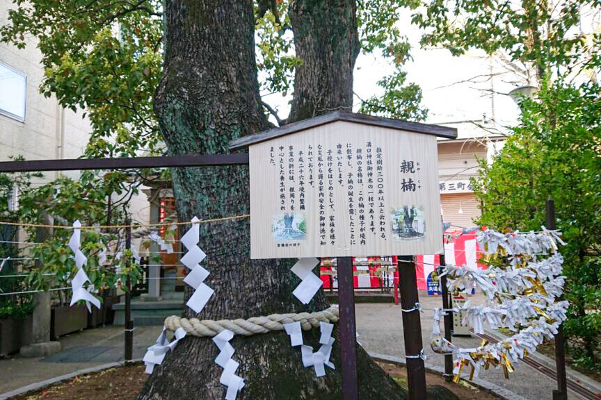 七五三は溝口神社で！駅から5分、親子楠や夫婦銀杏に見守られるお参りと撮影のコツ【川崎編 第2弾】