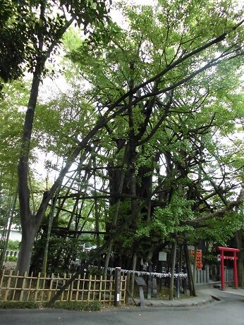 七五三は稲毛神社で！樹齢千年の大銀杏が見守る「川崎の守り神」と撮影のコツ【川崎編 第4弾・最終回】